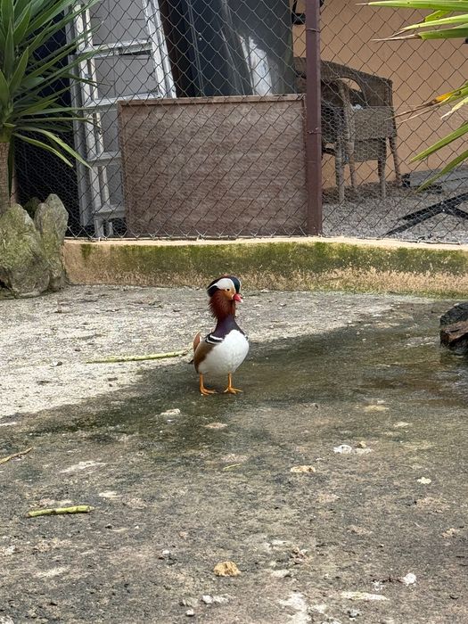 pato mandarim macho