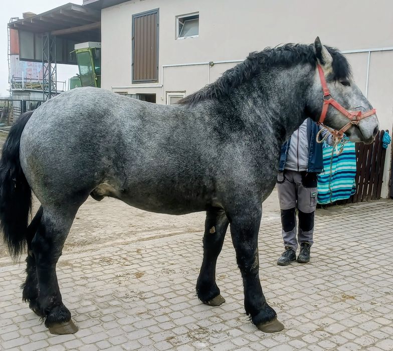 Uran  25 mięs. 167.230.29 .