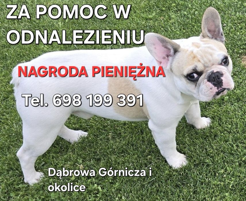 Zaginął Buldog Francuski NAGRODA PIENIĘŻNA