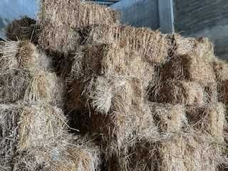 Feno de Aveia Fardos pequenos