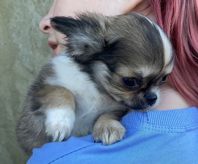 Маленьке сонечко)