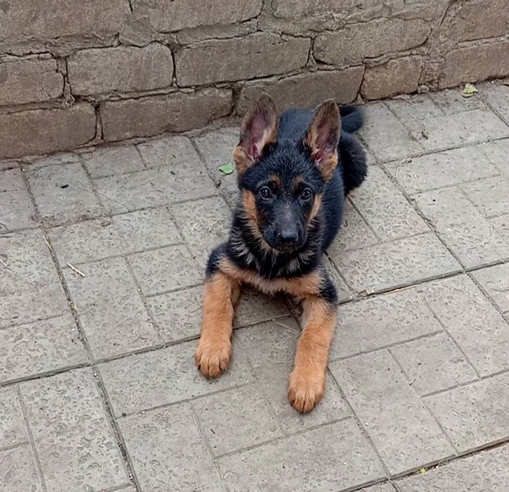 Сука нем овчарки 2 мес.