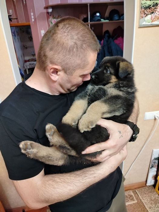Чистокровні цуценята німецькоївівчарки