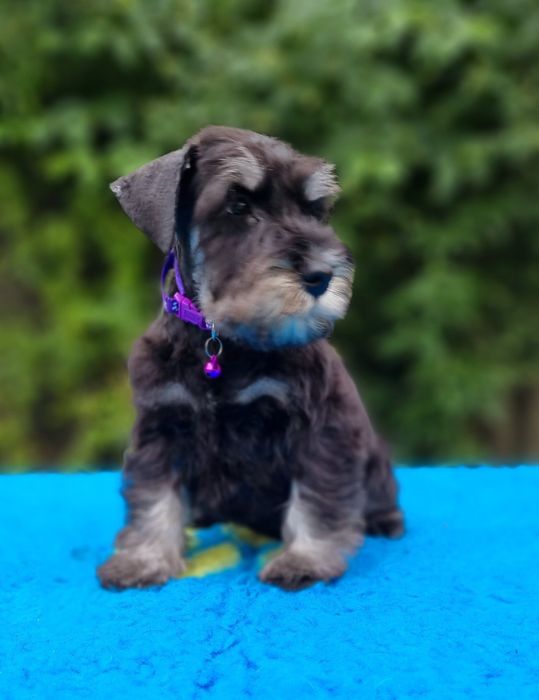 Цуценята цвергшнауцера