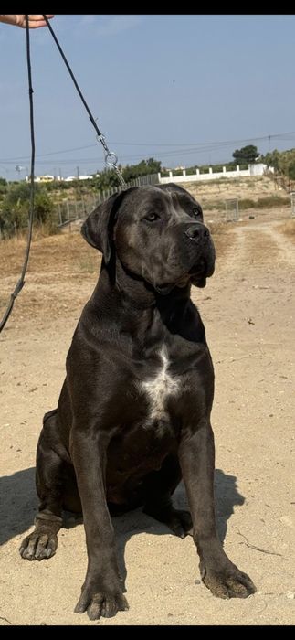 Cane Corso Italiano