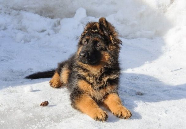 Owczarek niemiecki krótkowłosy