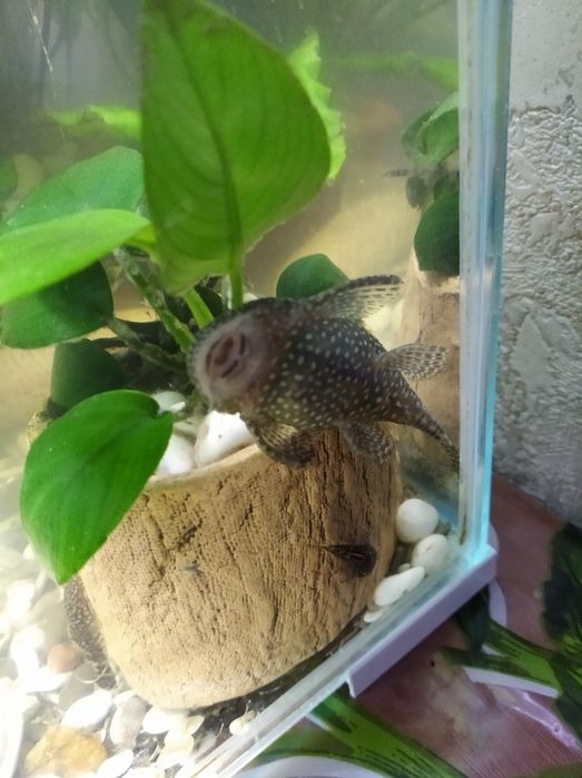 Сомики анцитрусы. 1 год.