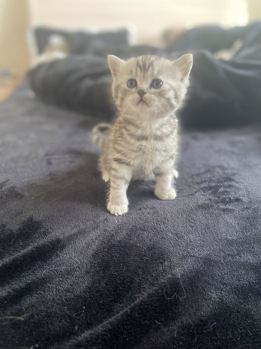 Шотландські кошенята