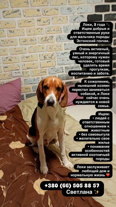 Пес шукає домівку.
