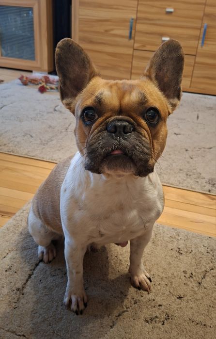 Sprzedam buldoga francuskiego