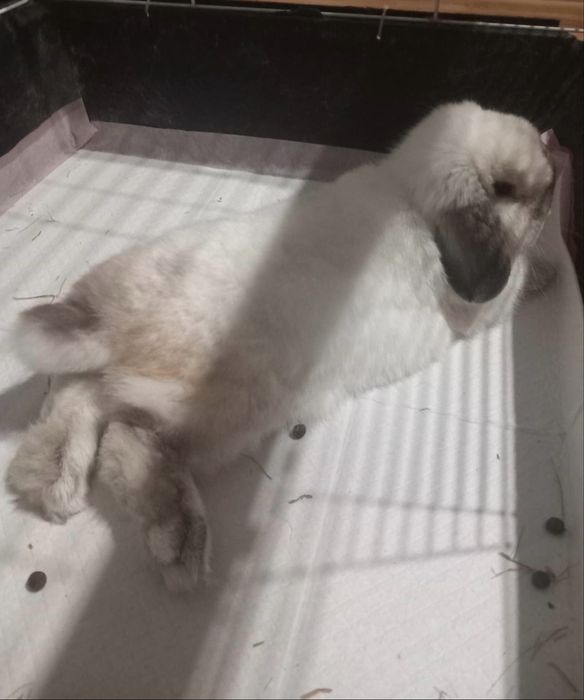 Samiec mini lop szuka domu