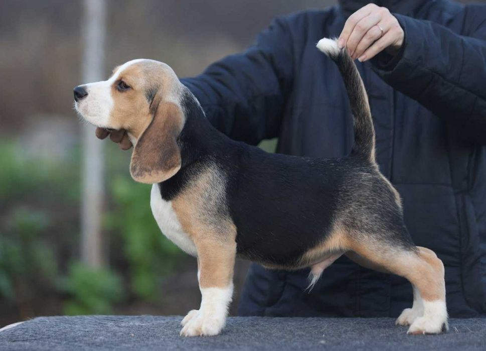 Хлопчик бігль, з розплідника  документи КСУ-FCI