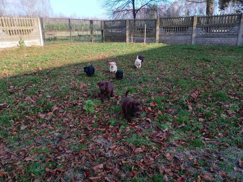 Szczeniaki Labradorki