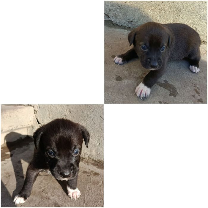 Відам в хороші руки цуценята.