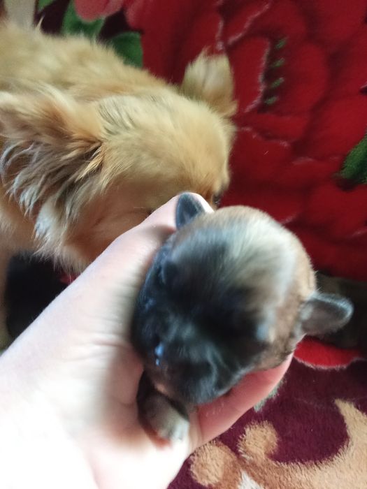 Собачки продаються