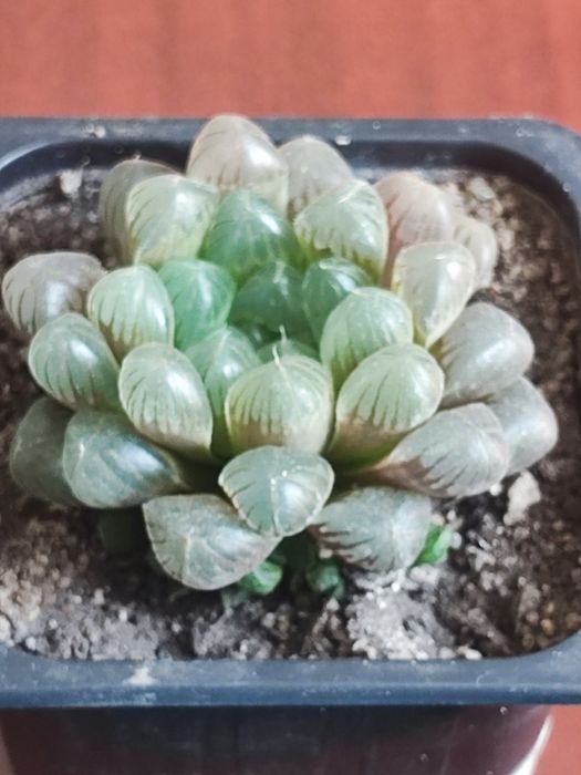 Продам суккулент . Хавортия Купера.