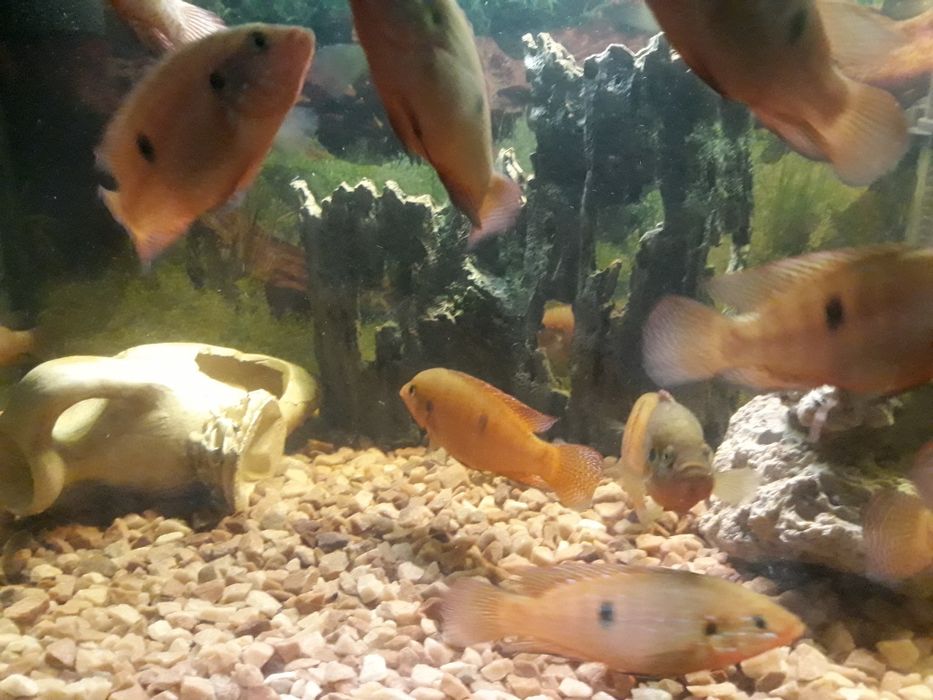 Продам Хроміс Красавец