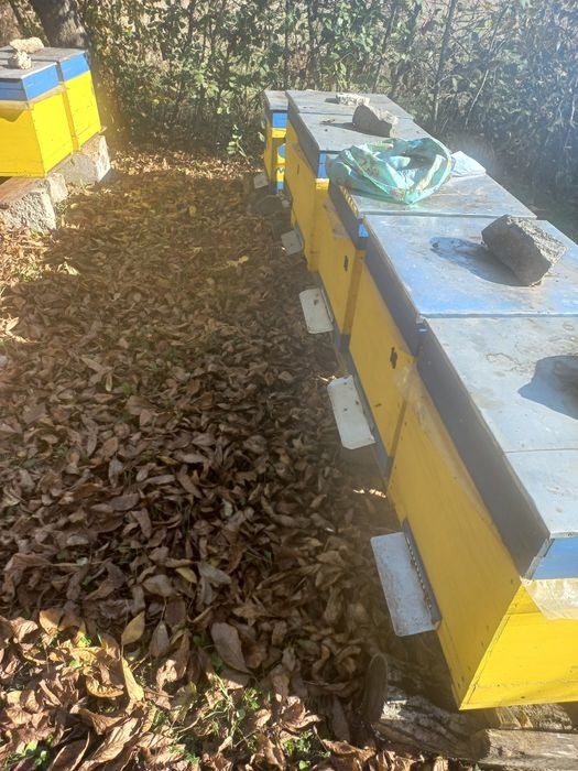 Бджолопакети 100 шт