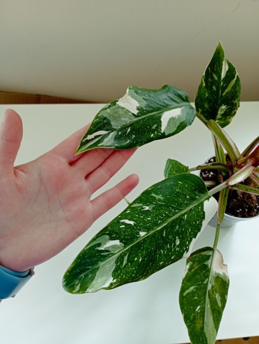 Philodendron white princess tricolor