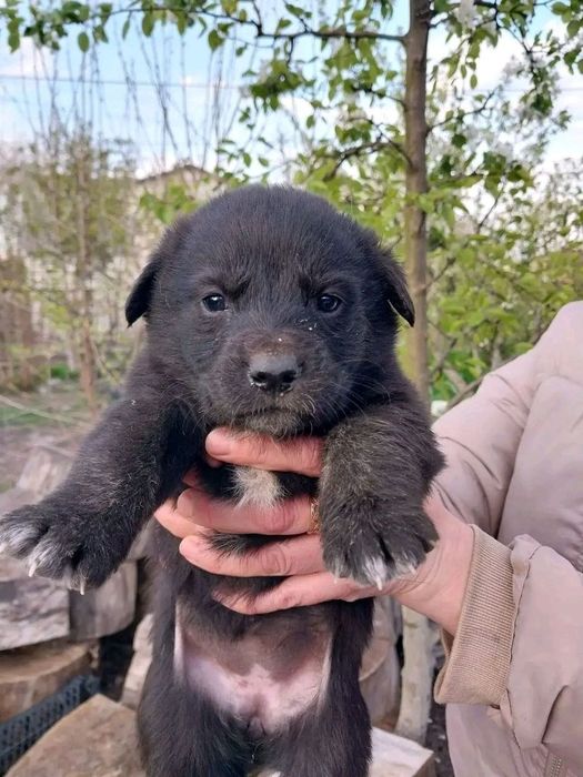 Дівчатка шукають люблячу родину