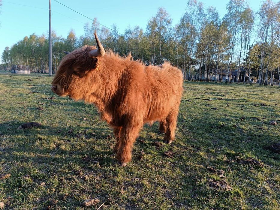 Byk Highland cattle, dwuletni, dorodny, spokojny byczek
