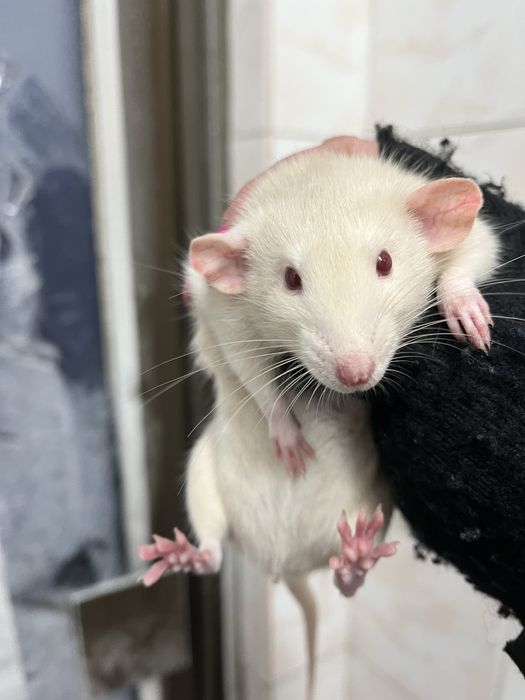 Ручні щурики дамбо