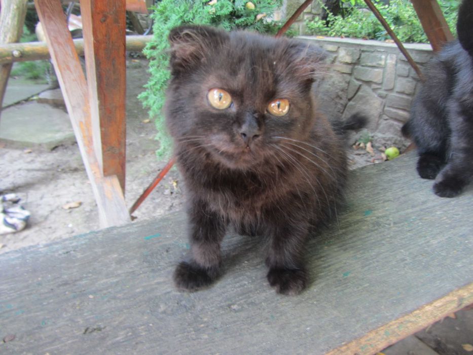 Котинята віслоухі