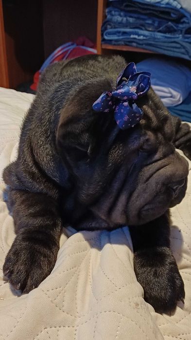 Shar Pei z rodowodem