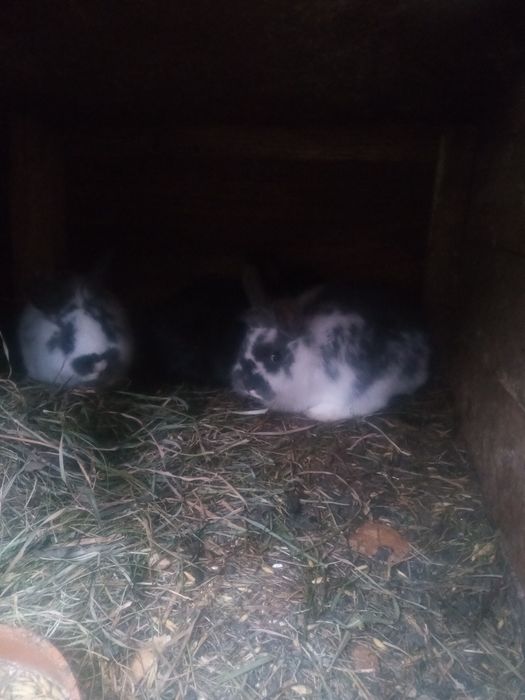 Króliki rasy mieszane i miniaturki