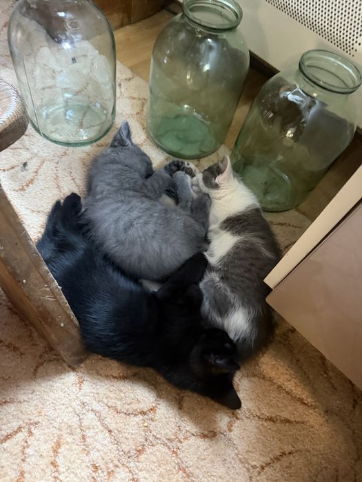 Кошенятко, хлопчик