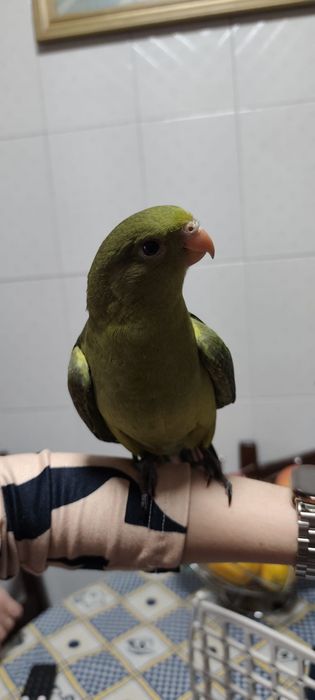 Aves criadas a mão