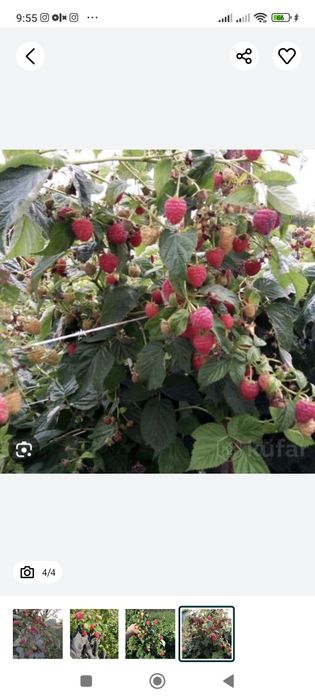 Продаються саджанці малини