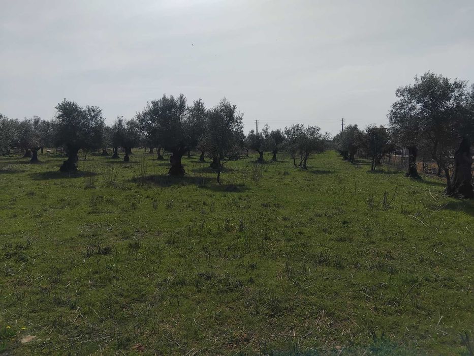 Magnifico terreno/olival em Vila Boim