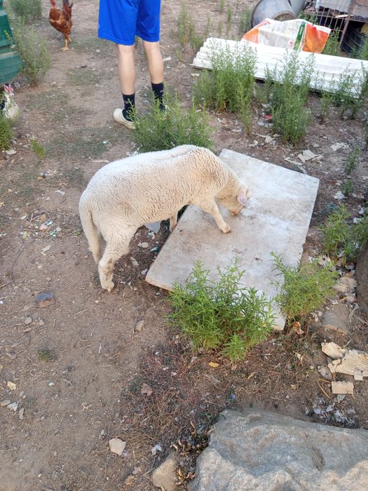 Animais de quinta