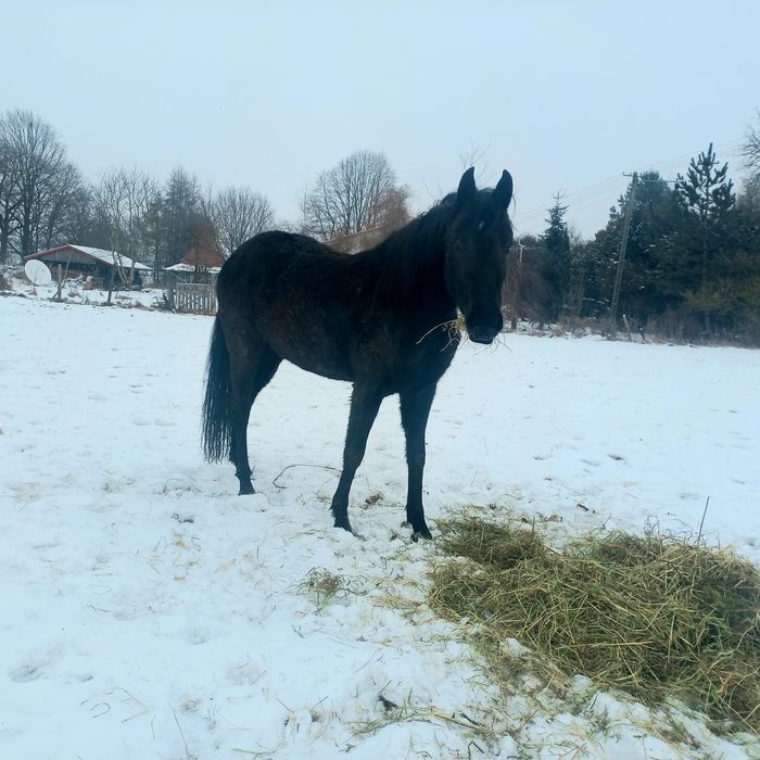 Sprzedam klacz 3 letnią po Diamond Whizaway (American Quarter Horse)