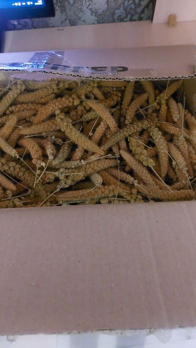 Чумиза для папуг!