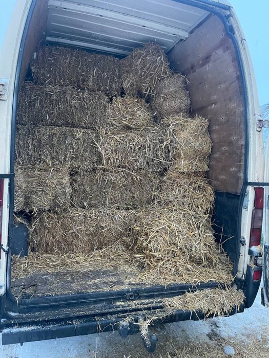 Солома вівсяна, пшенична+доставка