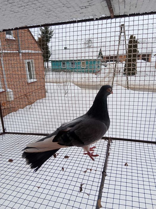 Gołębie zamojskie!!!