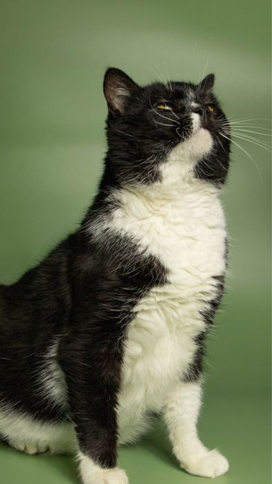 Особливий котик з цукровим діабетом, кіт, кот, котики, котик