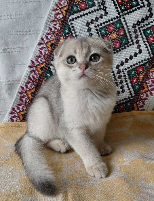 Шотландский вислоухий котик в окрасе голубое золото ау11