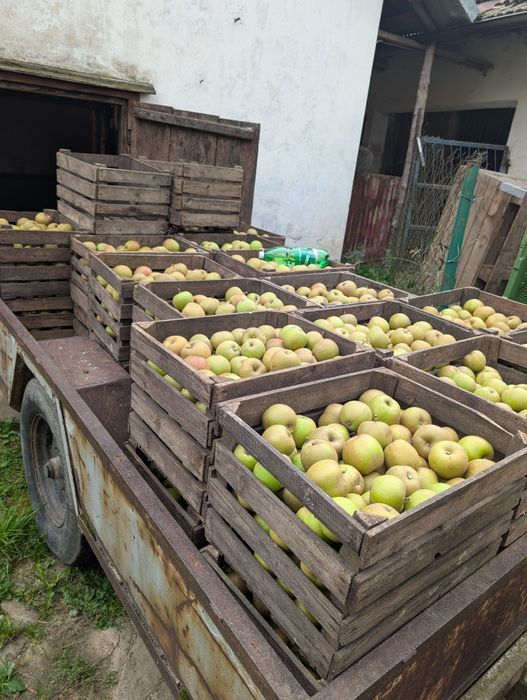 Szara reneta, boskop jabłka na przetwory