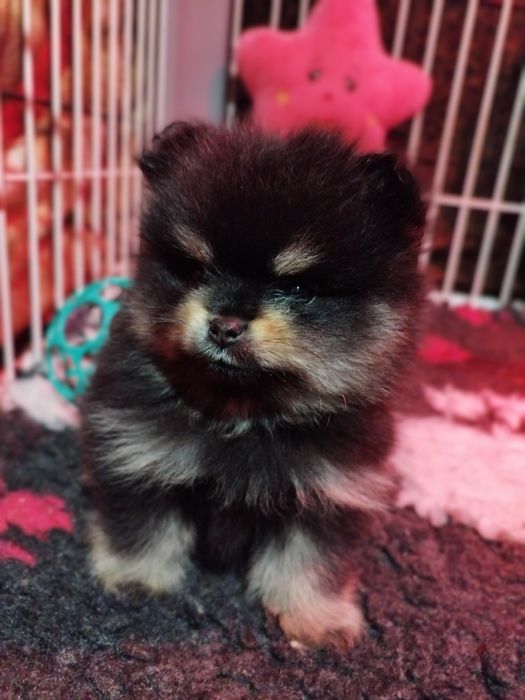 Pomeranian szpic miniaturowy Zkwp