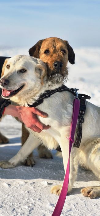 Biała piękna sunia