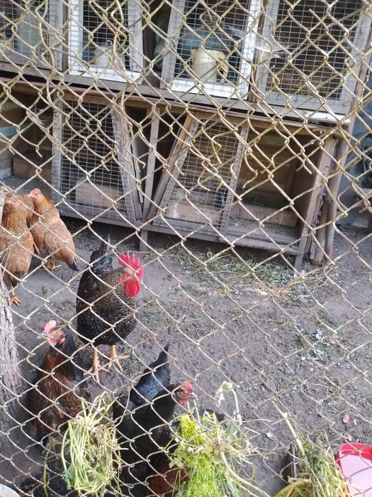Продам курей та півня