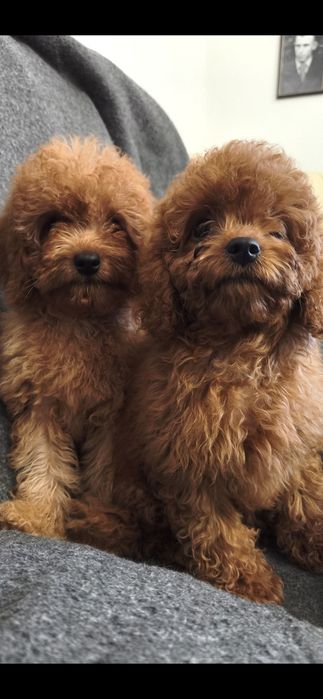 пудель — яскраві та чудові цуценята