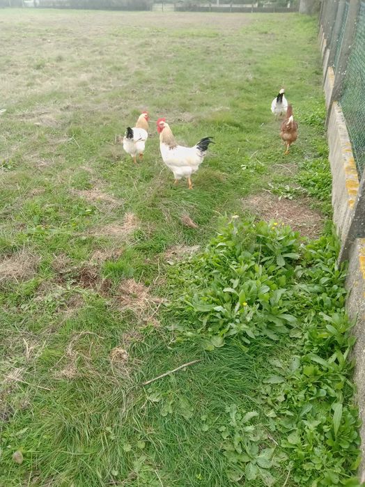 Galos cruzados criados ao ar livre