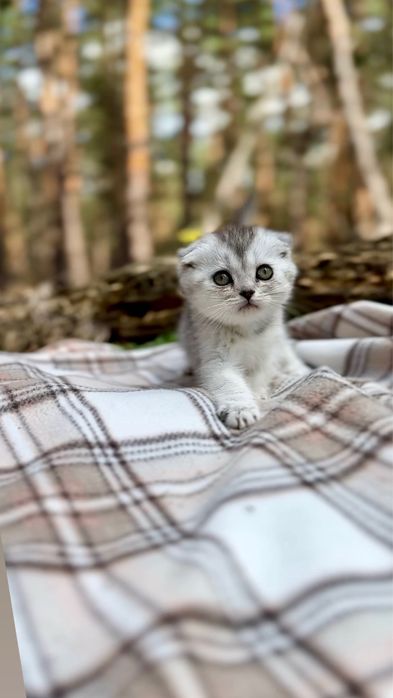 Срібна шиншила скотіш фолд шотландські кошенята висловухі