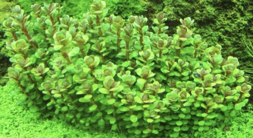 Ammania/rotala bonsai