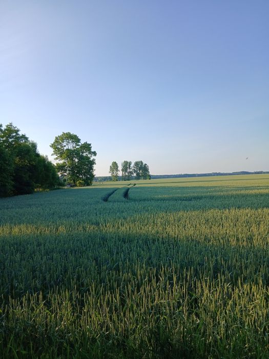 Wydzierżawię działkę rekreacyjną - Więcej