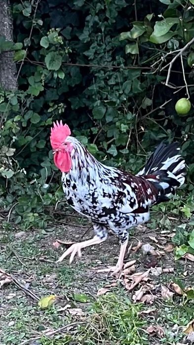 Vendo galo adulto